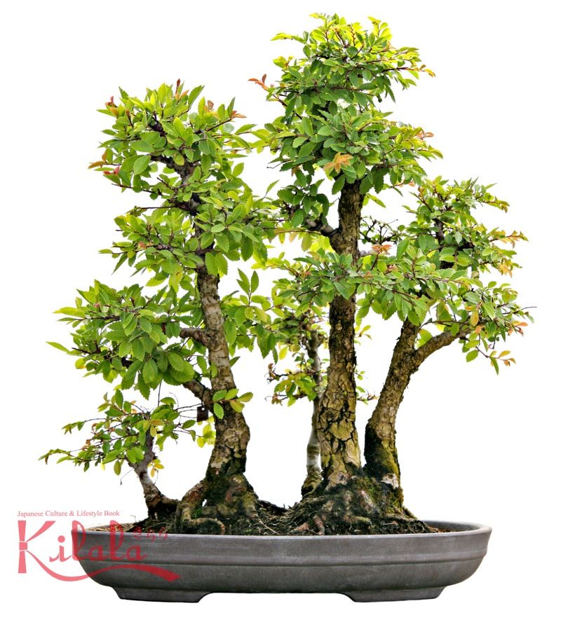 Phong cách chơi Bonsai Nhật Bản Phong cách chơi Bonsai Nhật Bản